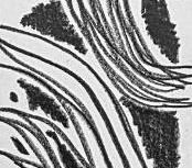 Графический эскиз / Drawing study 57