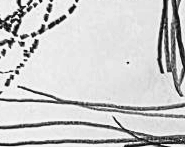 Графический эскиз / Drawing study 235