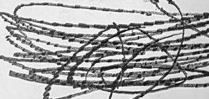 Графический эскиз / Drawing study 248